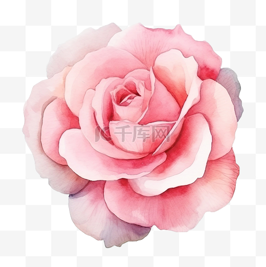 粉红色软玫瑰水彩花图片