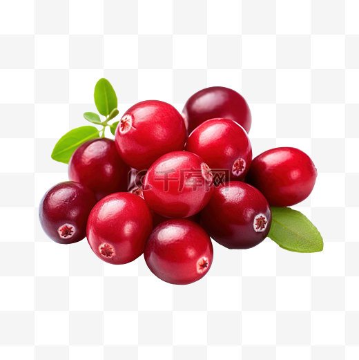 新鲜蔓越莓或氧球菌蔓越莓富含维生素和矿物质浆果用于医药和烹饪图片