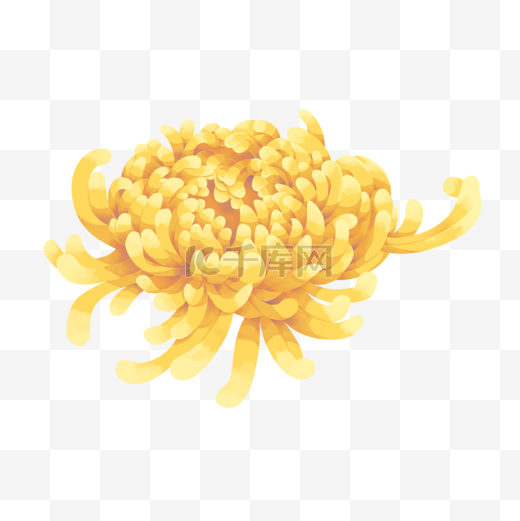 黄色一朵菊花图片