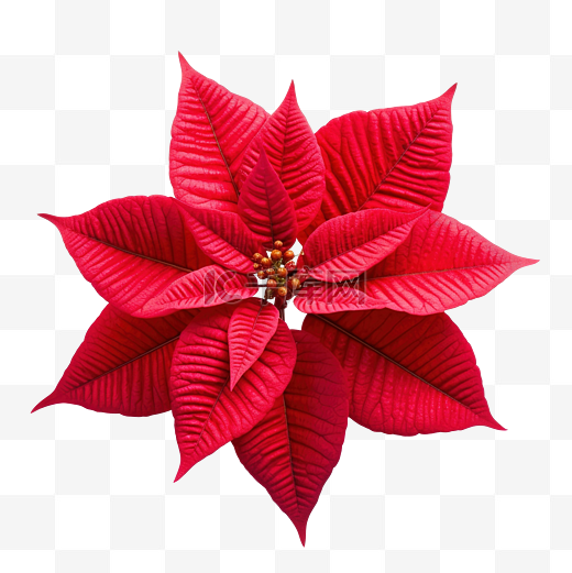 圣诞星植物一品红大戟 pulcherrima 红色流图片