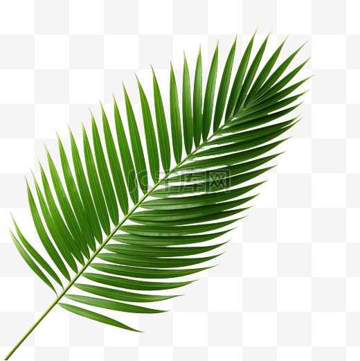 棕榈树的绿叶隔离在白色背景png图片