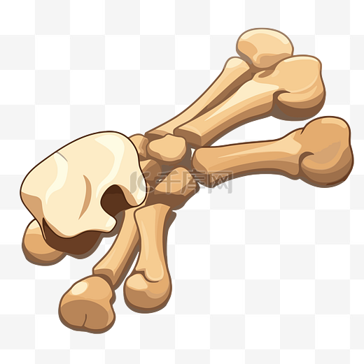 白色背景上骨骼结构的狗骨剪贴画卡通 向量图片