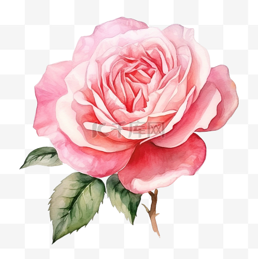 粉色英国玫瑰水彩花图片