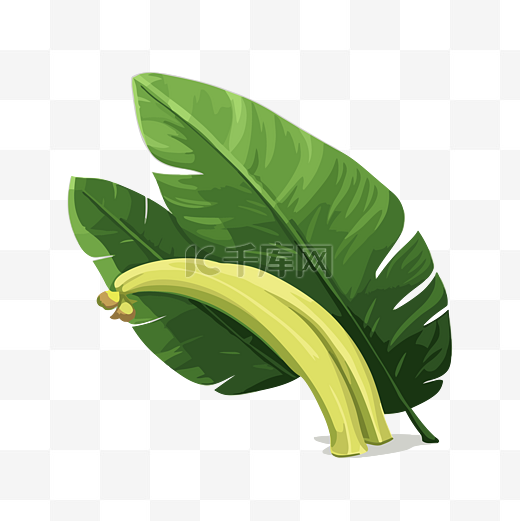 香蕉假 向量图片