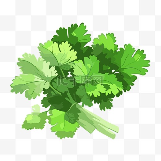 香菜剪贴画新鲜绿色香菜与叶子孤立插图卡通 向量图片
