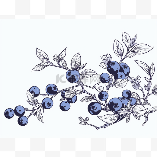 蓝莓手绘图图片