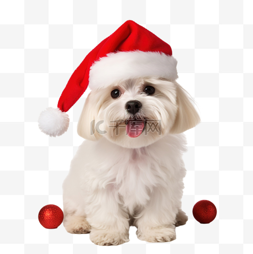 戴着圣诞老人帽子的小狗图片