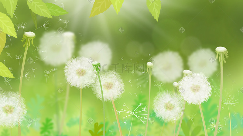花卉植物绿叶蒲公英手绘插画psd图片