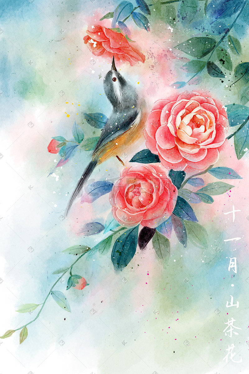 水彩花鸟十二月花信之十一月山茶花图片
