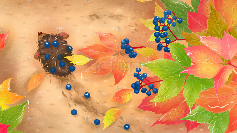 秋天枫叶小动物刺猬图片