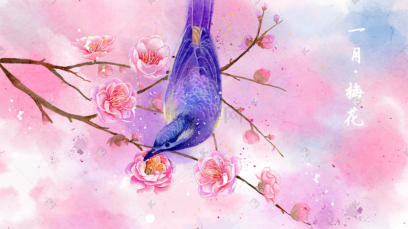 水彩花鸟画十二月花信之一月梅花图片