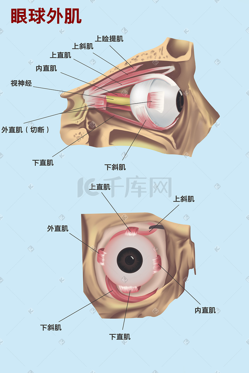 医疗人体组织眼球外肌局部示意图科普科普图片
