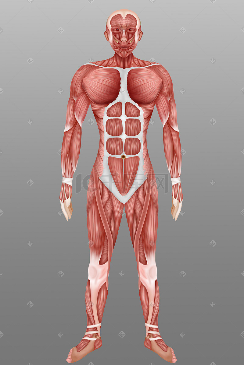 人体医疗组织器官人体肌肉插画科普科普图片