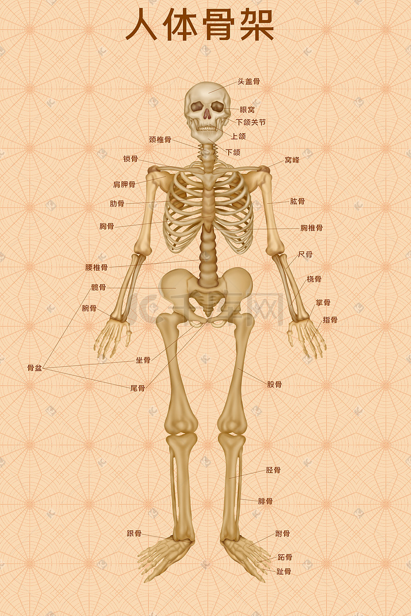 人体医疗组织器官人体骨架示意图插画科普图片