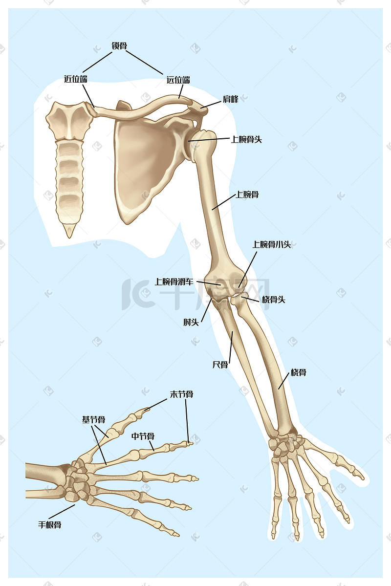 人体结构手部骨骼图片