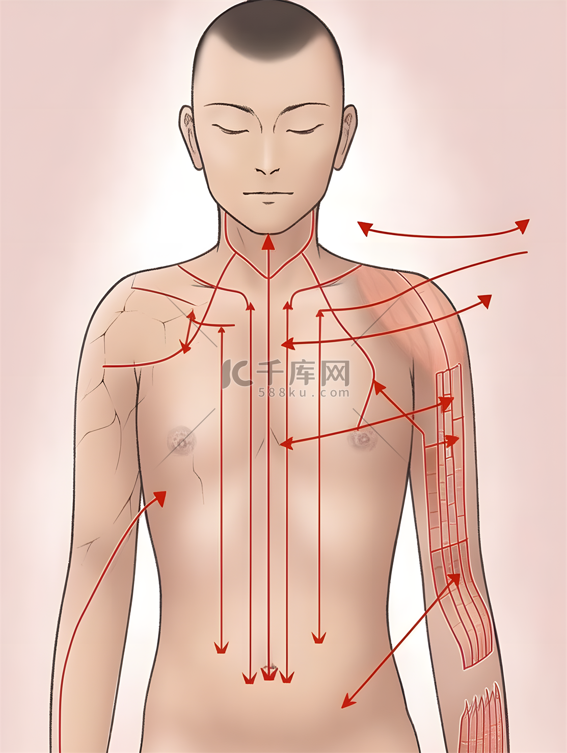 人体注释上半身部位简洁标注中医美容插画图片