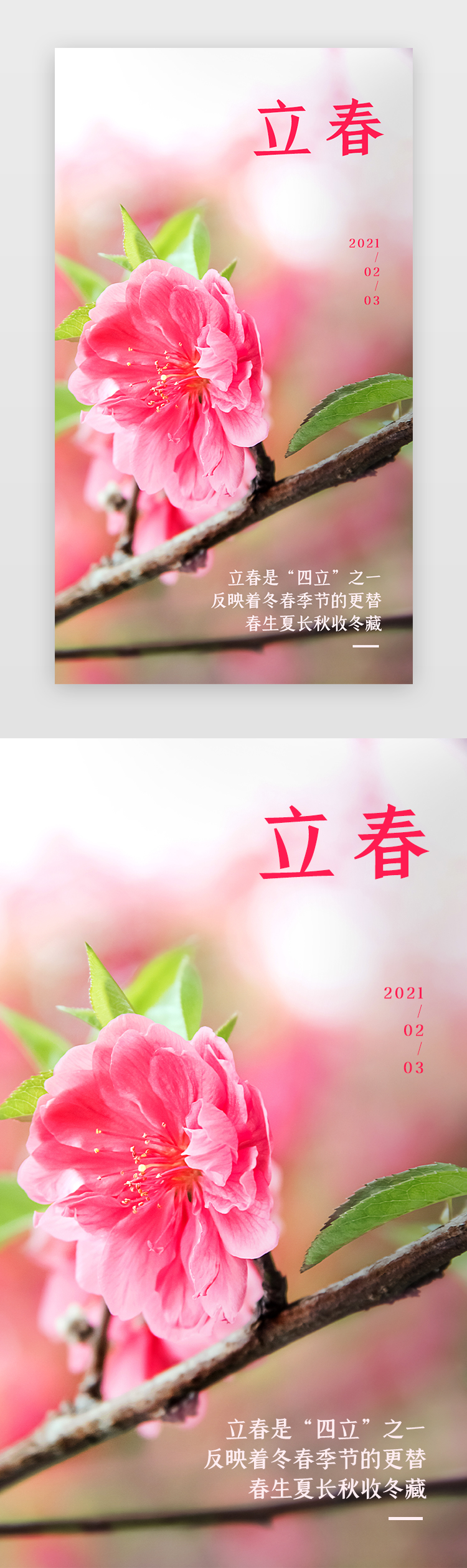 立春手机海报写实粉色桃花图片