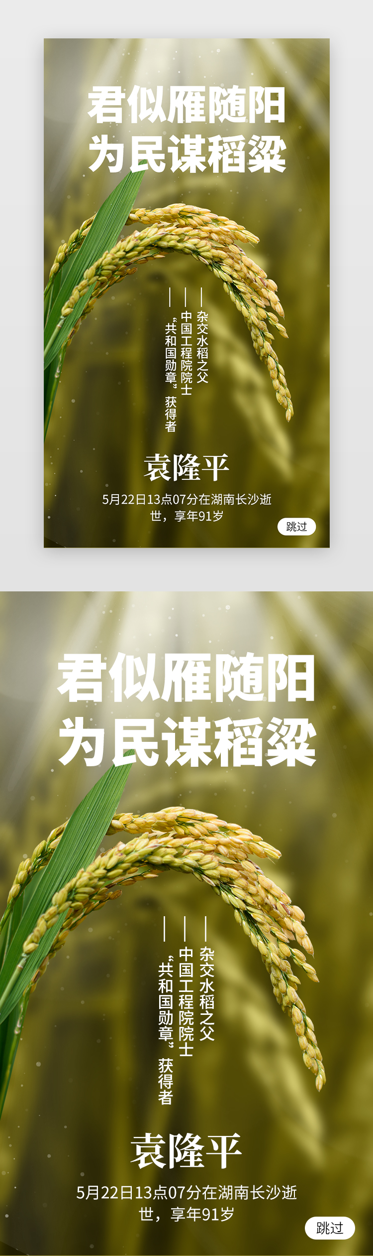 致敬袁隆平app闪屏创意黄绿色水稻图片