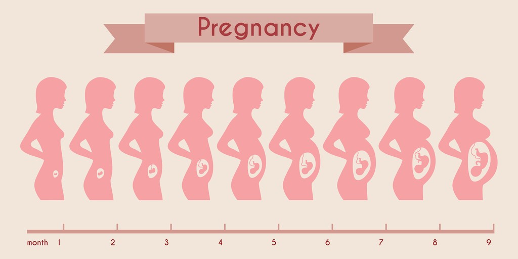 Growth of human fetus with female silhouette in weeks and months图片