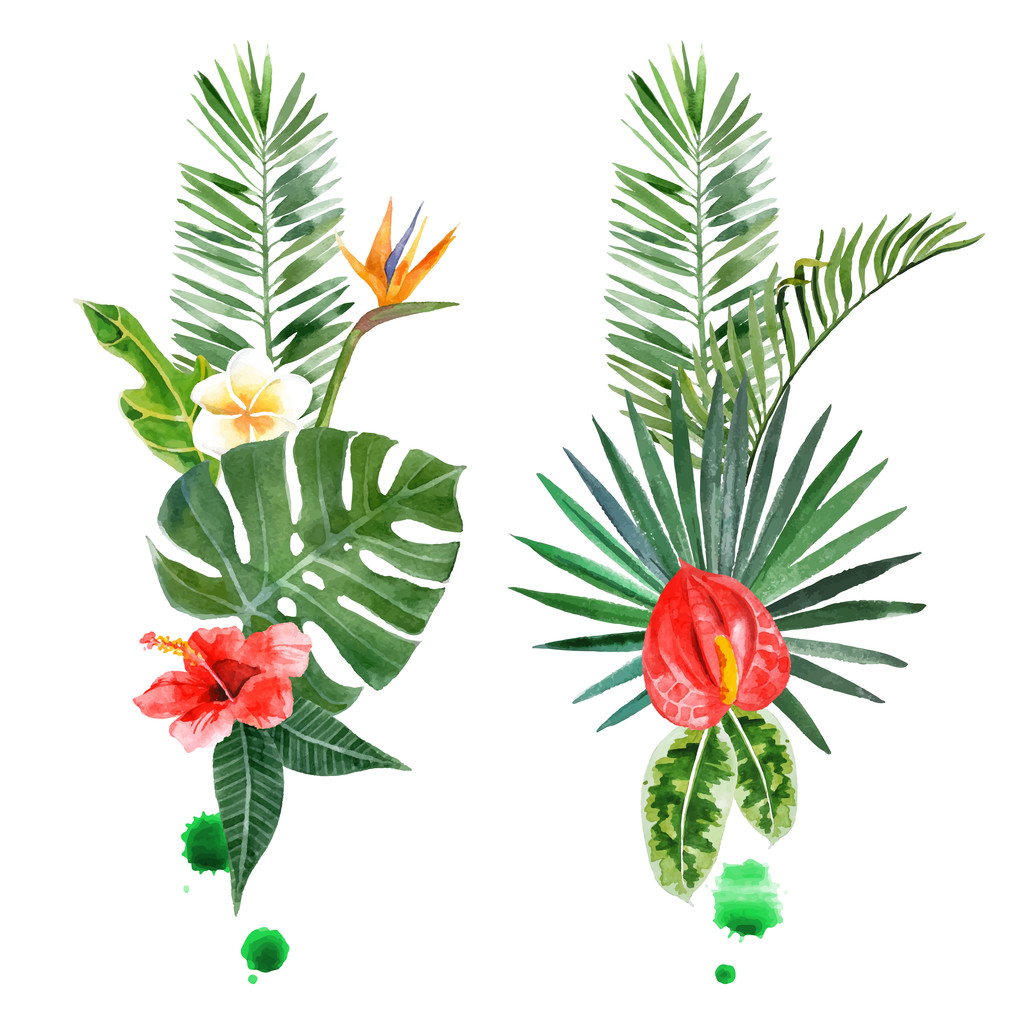 水彩的热带植物，为你的设计的图片