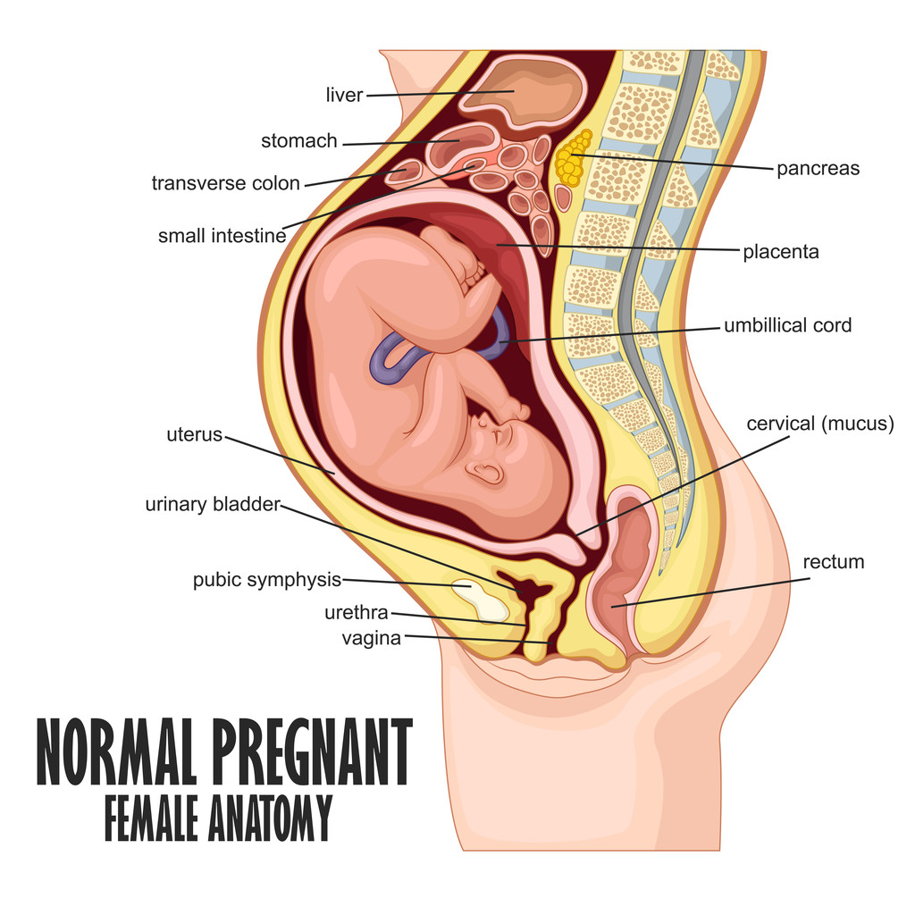 正常怀孕女性解剖图片