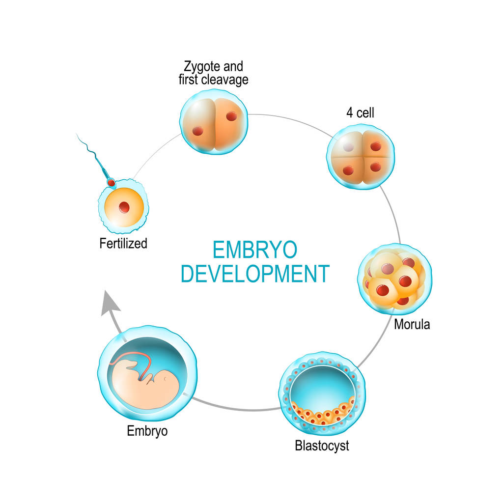 胚胎发育。从受精到受精，从乳糖、莫鲁拉和布拉图片