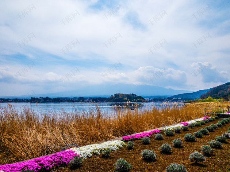 日本的湖泊和湖边花草