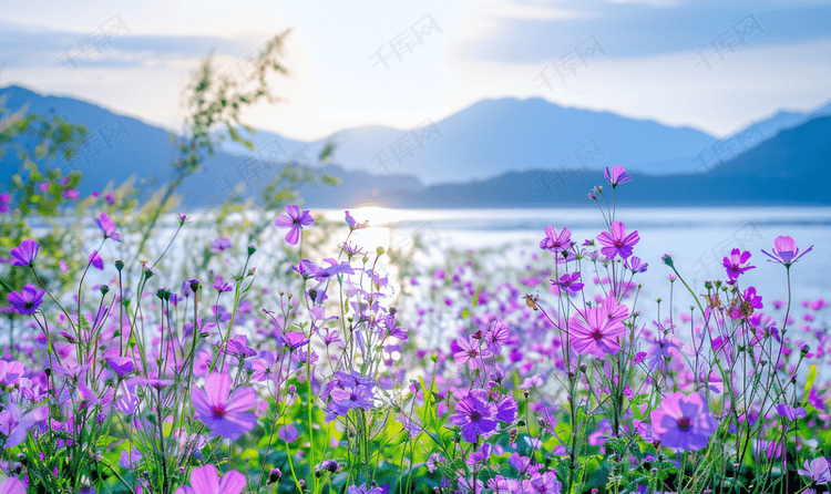 紫色花海小清新风景