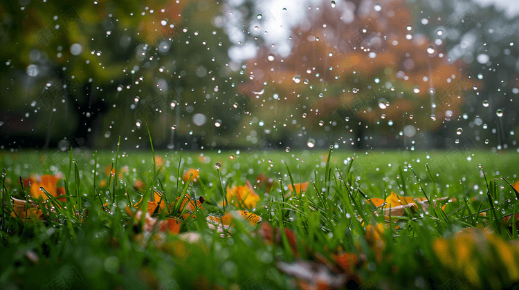 下雨天的草坪摄影15