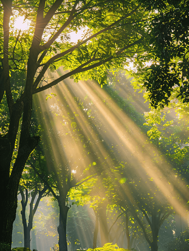 公园阳光束穿过树木森林