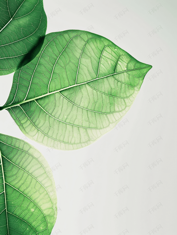 自然绿色树叶素材