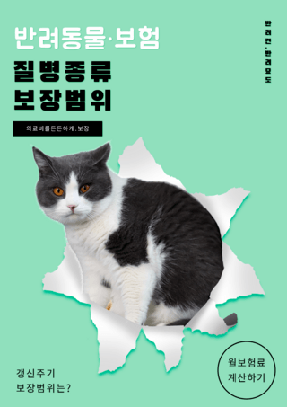 绿色宠物保险猫咪健康海报