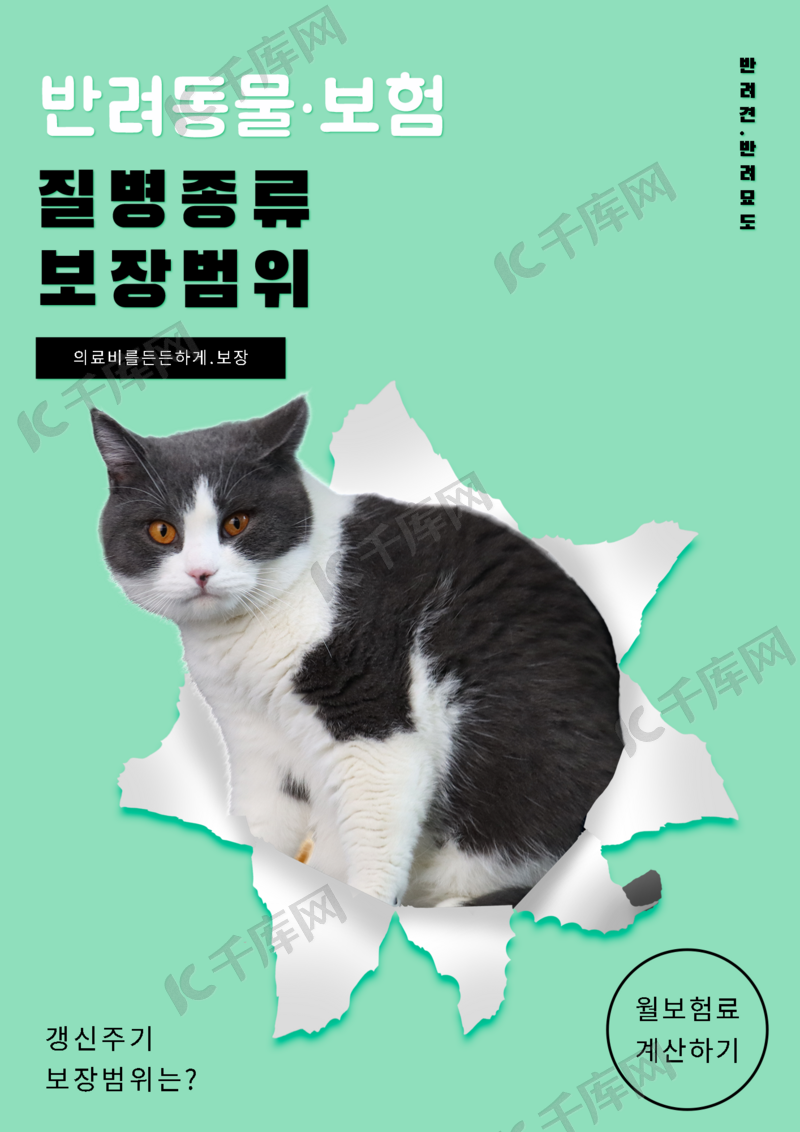 绿色宠物保险猫咪健康海报