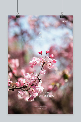 春分桃花粉色写实海报