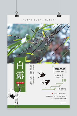 白露植物鸟绿色简约海报