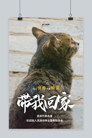 小猫海报模板_摄影图海报动物小猫黑色简约海报