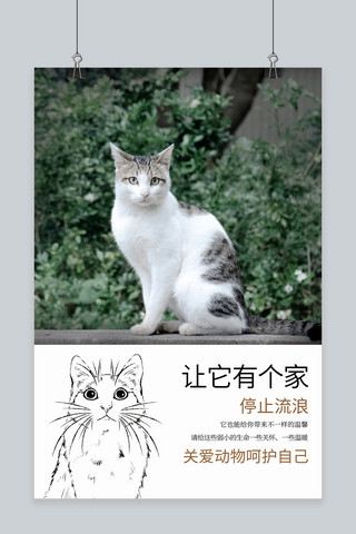 流浪法师海报模板_公益宣传流浪猫绿色摄影海报