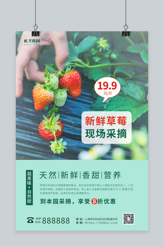 全库原创新鲜草莓现场采摘绿色摄影图海报