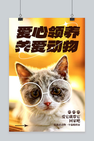 宠物领养猫橙色摄影图海报