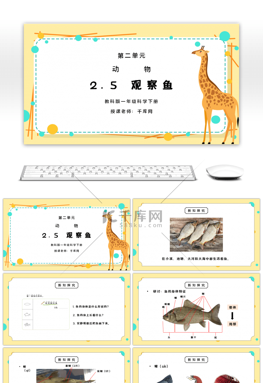 教科版一年级科学下册第二单元《动物-观察鱼》PPT课件