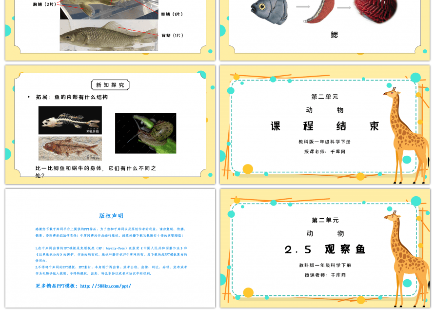 教科版一年级科学下册第二单元《动物-观察鱼》PPT课件