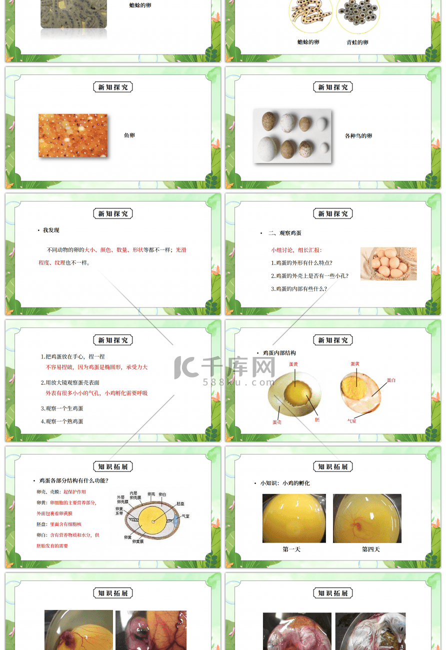 教科版四年级科学下册第二单元《新的生命-动物的卵》PPT课件