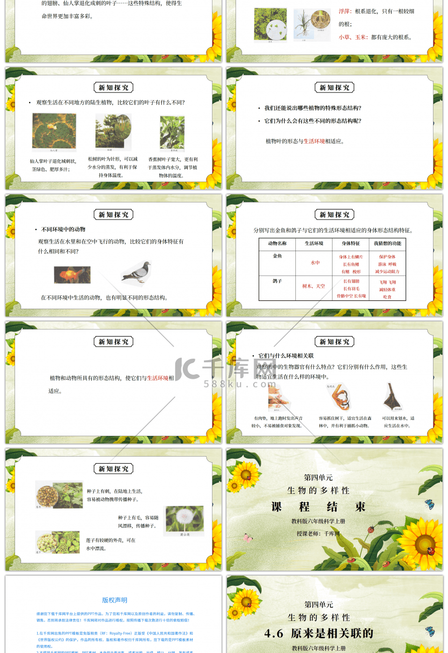 教科版六年级科学上册第四单元《生物的多样性-原来是相关联的》PPT课件