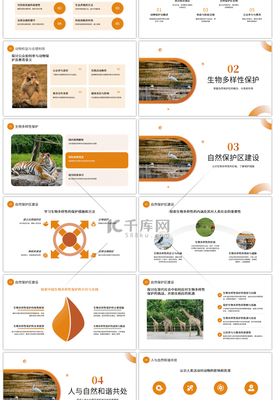 橙色简约动物保护PPT