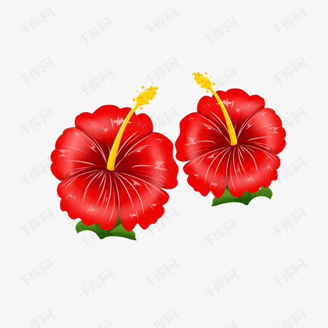 红白色两朵卡通扶桑花