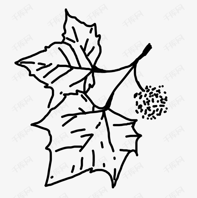 梧桐树的叶子素描图片