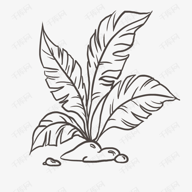 黑色矢量叶子线描图免抠png