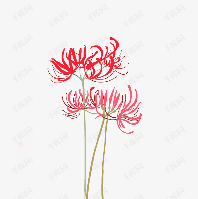 手绘三朵爱情花彼岸花