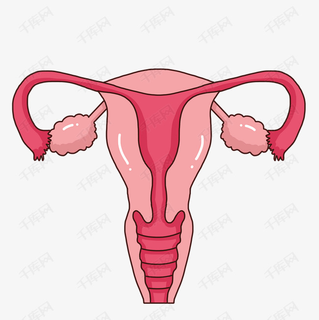 一个红色矢量子宫