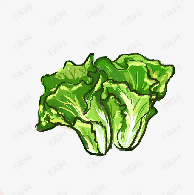 青色生菜